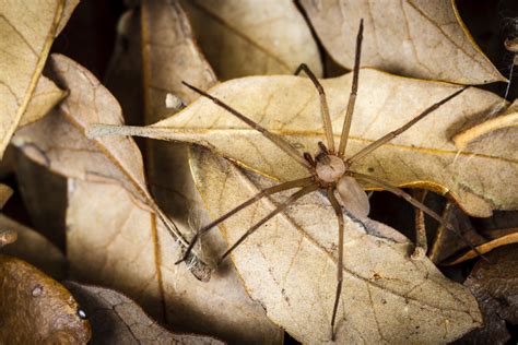 Brown Recluse Spider Sean Fitzgerald Photography