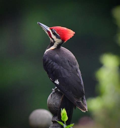 The Shape of Light: RETURN OF THE PILEATED WOODPECKER