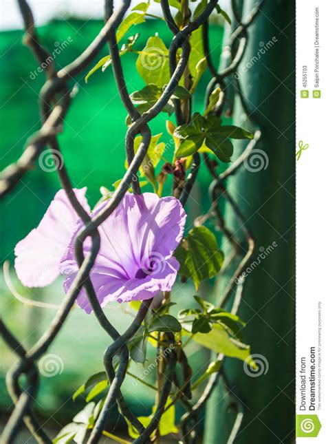 Morning Glory On A Fence Stock Image Image Of Morning 45255703