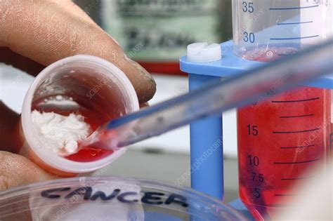 Patients, caregivers and loved ones rely on each other on the path to wellness. Marine bacteria in cancer research - Stock Image - C002 ...