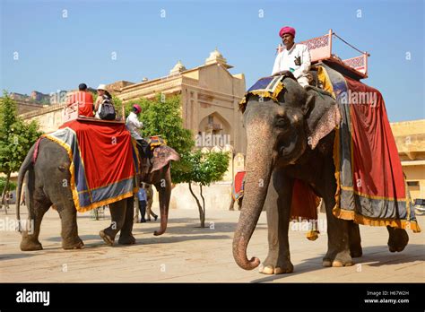 Mahout Riding Decorated Indian Elephant At Amer Fort Stock Photo Alamy