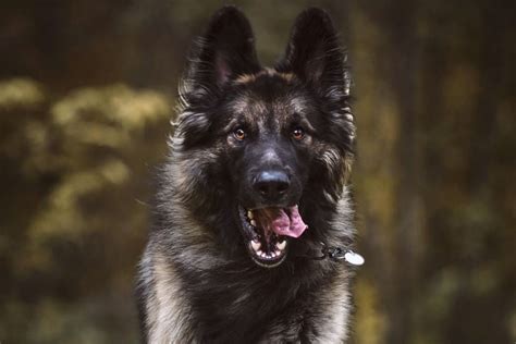 Shiloh Shepherd Price How Much Are Shiloh Shepherd Puppies