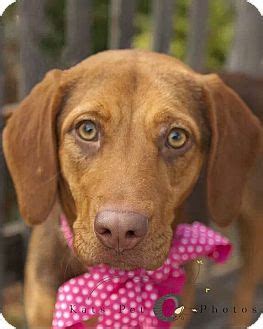 From puppies to seniors, we help dogs of all life stages put their more information available at checkout. Austin, TX - Beagle/Vizsla Mix. Meet ZOEY a Puppy for ...