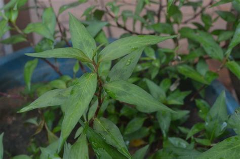 Dan daun kesum ini biasanya di gunakan sebagai bahan makanan pembuatan bubur pedas. mama suhaila: Daun kesum