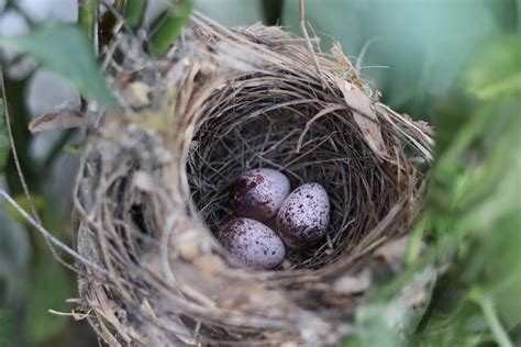 Bird Eggs In Straw Nest Near Tree Leaves In Forest · Free Stock Photo