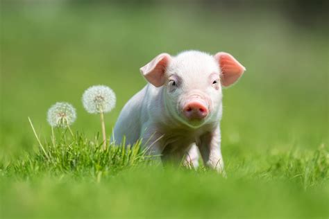 40 Adorable Pig Pictures To Make You Smile Readers Digest