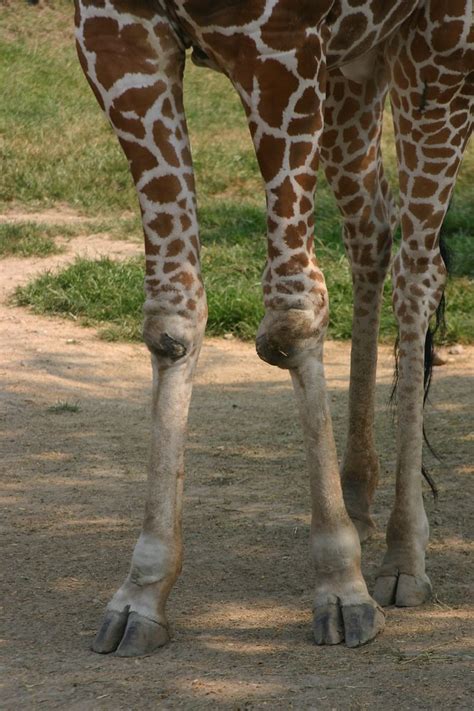 Giraffe Legs Melinda Taber Flickr