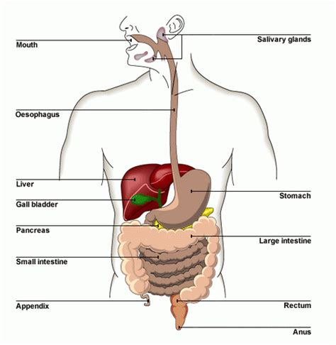 Sometimes the gallbladder fails to work properly, and can become filled with gallstones. Digestive System - Physiology of Human Body Systems