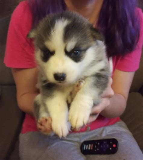 For Sale Miniature Siberian Husky Male With Gorgeous Blue Eyes