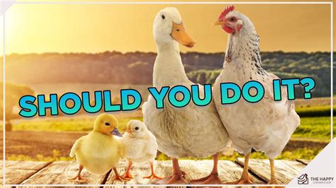 Can Ducks And Chickens Coexist How To Master The Art Of Raising Them