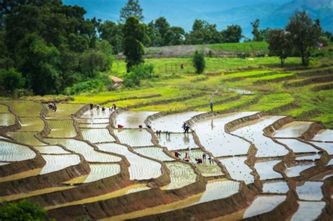 Premium Photo Terraced Rice Field In Water Season Chiang Mai Thailand
