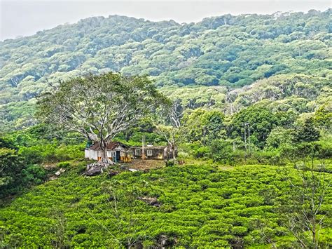 Sinharaja Forest Reserve Sri Lanka Reise Tipps Für Einen Spannenden