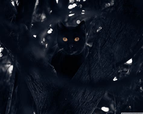 Black Cat Eyes Wallpaper 69 Images