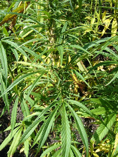 Filehemp Plants Cannabis Sativa Single 1