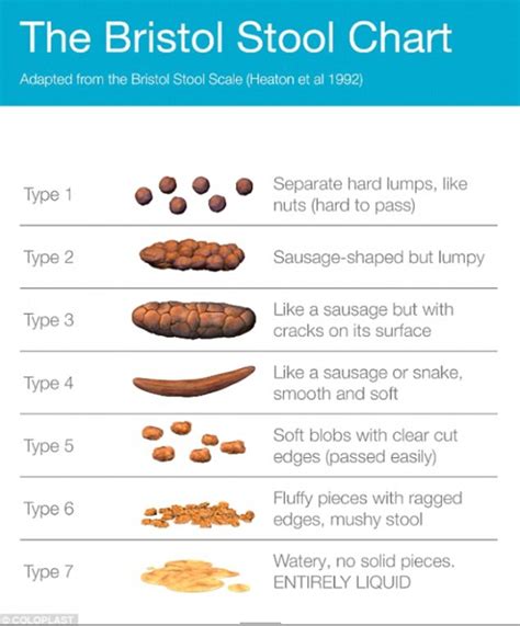 Scientists Uncover How Much The Average Person Poos In Their Life