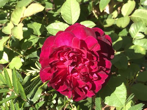 We did not find results for: Munstead Wood blooming : Roses