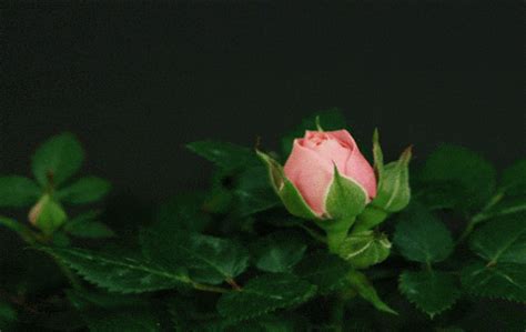 Rose Flower  Find And Share On Giphy Flowers  Blooming Flowers