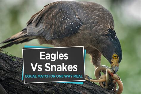 Eagles Vs Snakes An Equal Match Or A One Way Meal Birdwatching Buzz