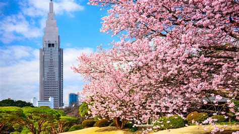 Follow The Cherry Blossom Trail Tokyos 10 Best Sakura Viewing Spots
