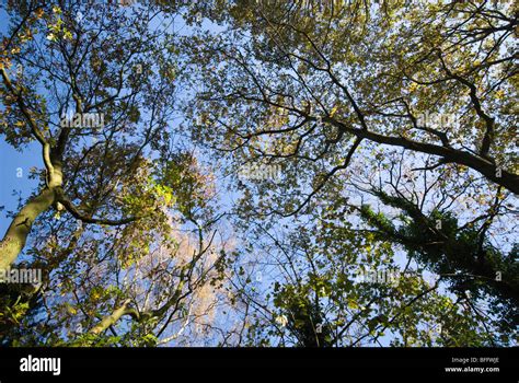 Windy Tree Canopy Hi Res Stock Photography And Images Alamy