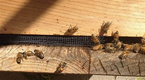 5 Pro Methods To Prevent And Stop Robbing Bees Beekeeping 101