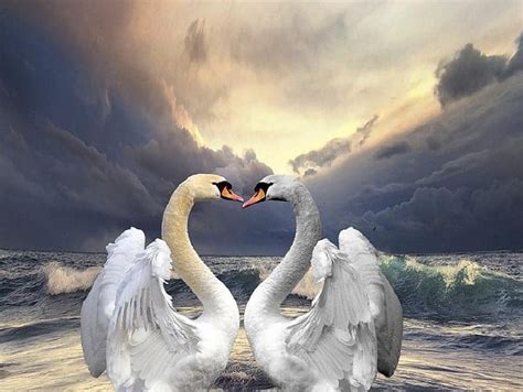 So In Love Romantic Love Heart White Clouds Sky Swans Sea Hd