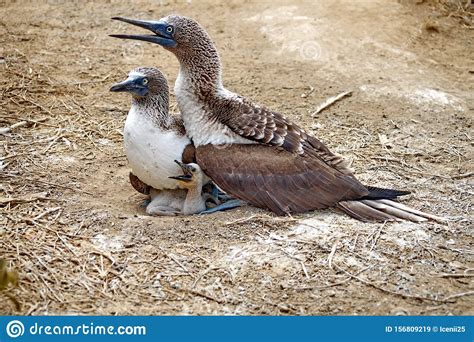 Blue Footed Boobies Sitting On A Nest With A Chick Stock Image Image Of Park Chick 156809219