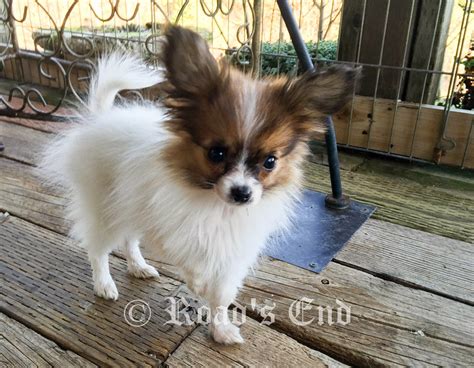 Roads End Papillons 14 Weeks Old Papillon Girl