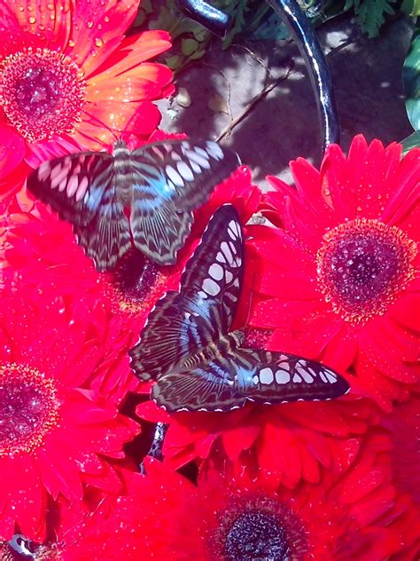 4,851,663 likes · 32,112 talking about this · 776,610 were here. Butterfly Garden at Changi Airport, Singapore | Butterfly ...