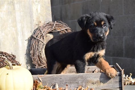 German Shepherd Rottweiler Mix Puppy For Sale Millersburg Ohio Rocky M