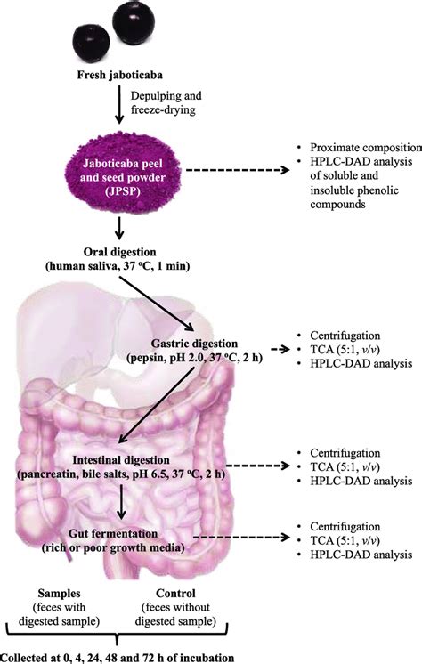 graphical representation of the simulated in vitro digestion and gut download scientific