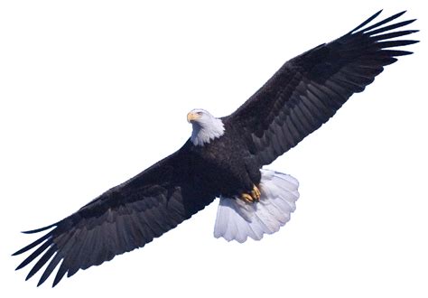 Bald Eagle Png Transparent Images Png All