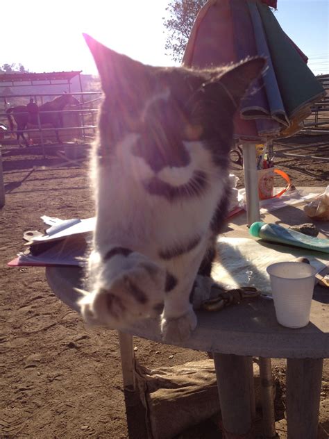 Please Let Me Sit In Your Lap Kitty From The Ranch Yesterday That Kept