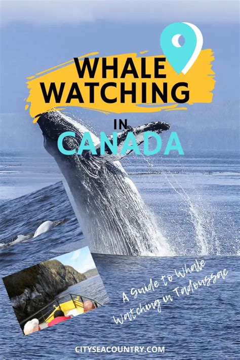 Guide To Whale Watching In Tadoussac Quebec Best Tour 2024