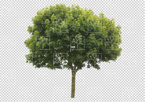 Gobotree Cut Out Of Tree During Summer