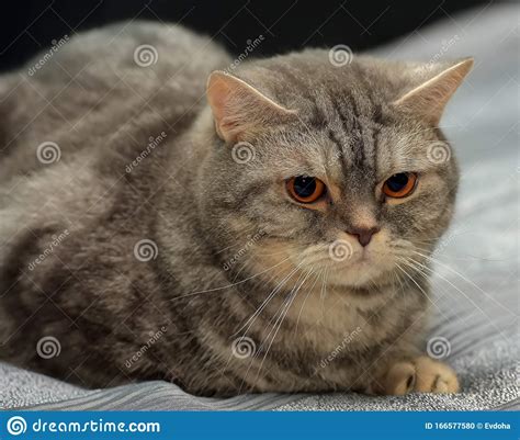 Gray British Cat With Orange Eyes Stock Photo Image Of Blue Macro