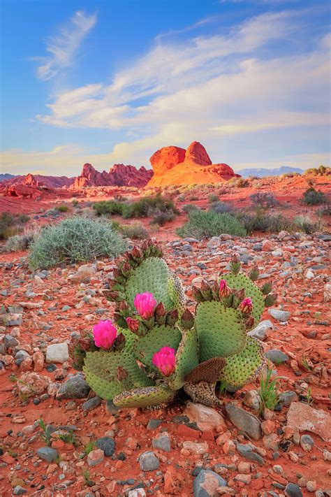 Exotic natural vintage watercolor blooming cactus seamless patte. Desert Cactus Flower Photograph by Johnny Adolphson