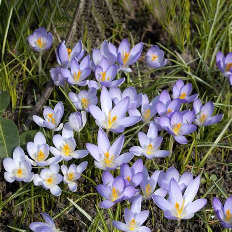 How To Water Woodland Crocus Frequency Techniques And Quantity