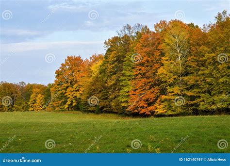 Stunning Tree Line In Autumn Stock Image Image Of Life Mystical