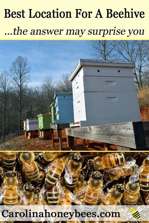 Find The Best Place For Your New Bee Hive Hive Placement Is Key To