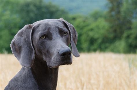 Free Images Field Wheat Puppy Pet Yellow Weimaraner Hunting Dog