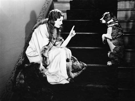 Should You Allow Your Dog Upstairs? [Complete Guide]