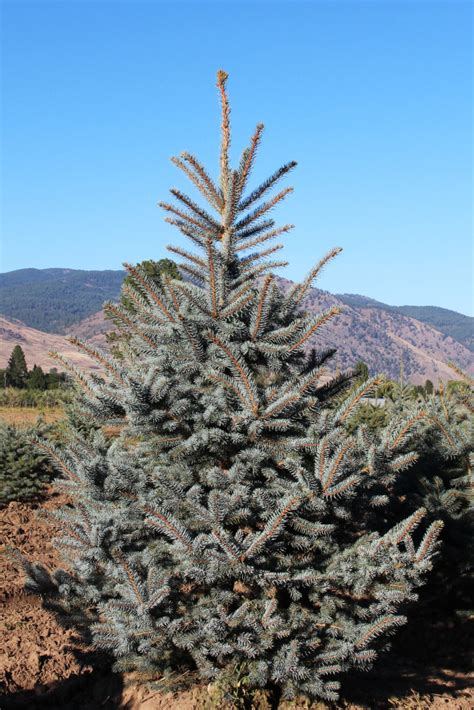 Colorado spruce, blue spruce or green spruce (picea pungens), pinaceae, tree, leaves and fruit, illustration. Colorado Spruce