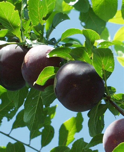 Pima street tucson, az 85712. Obilnaja A. Plum - Semi-dwarf _ Self Fertile Plums _ Plums ...