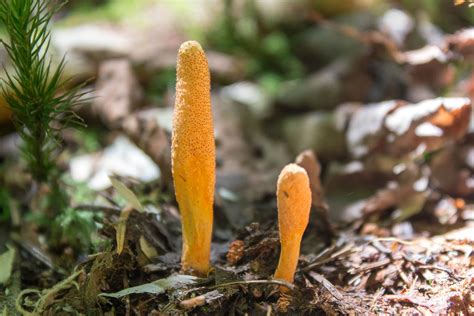 Can Cordyceps Fungus From ‘the Last Of Us Infect Humans In Real Life