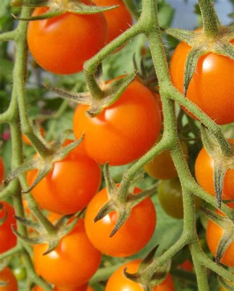 West Coast Seeds Sungold Cherry Tomatoes Urban Grow Garden Supply