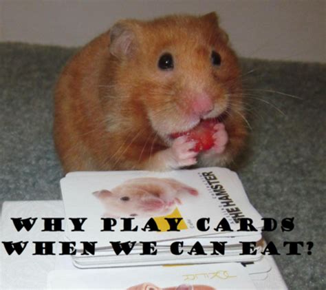 Post Your Hamster Memes Hamster Hideout Cafe Hamster Hideout Forum