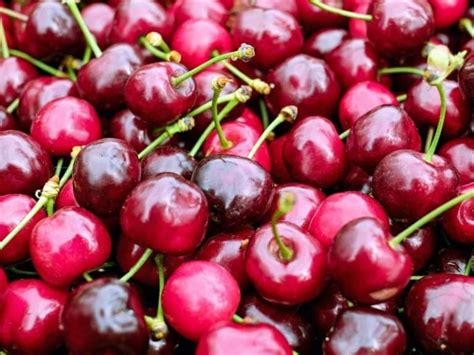 Types Of Cherries Complete Guide 2023 Northern Nester