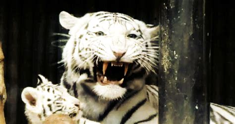 Amazing Animated White Tiger  Images At Best Animations