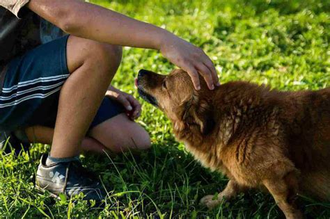 ¿por Qué Los Perros Huelen Sus Partes íntimas Respuesta Y Solución